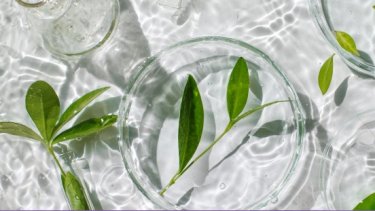 leaf floating in water